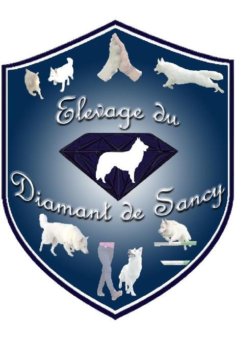 Du Diamant De Sancy - L'élevage a sa page facbook