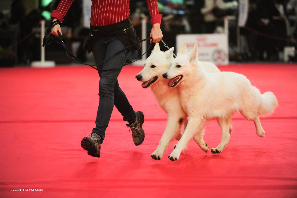 Du Diamant De Sancy - Exposition Internationale- Paris Dog Show 2017