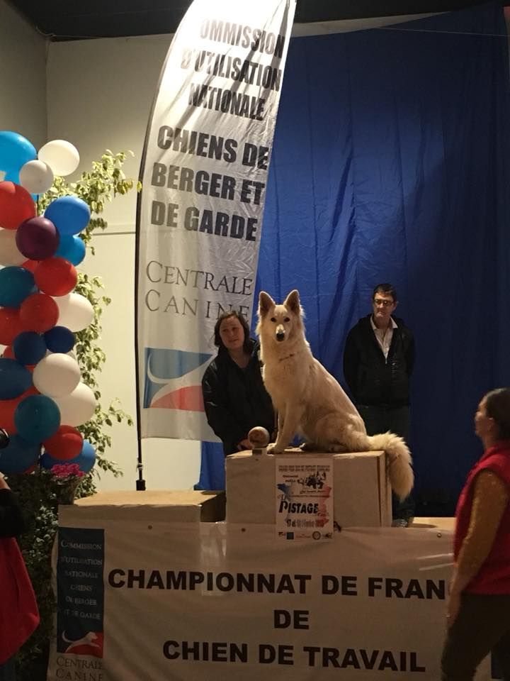 Une fille de Feeling au Championnat de France des Chiens de Travail