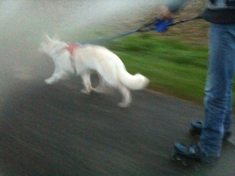 Cani-vtt et cani-roller